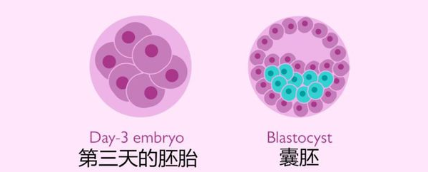 徐州供卵试管公司：一位美国专家对有关试管婴