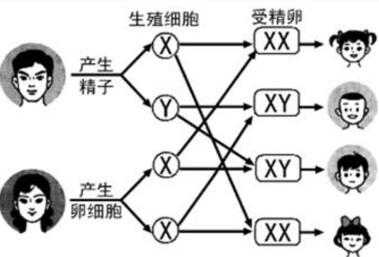 衡阳助孕公司交流群：众所周知，用于性别鉴定